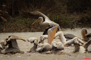 White pelicanes 8473